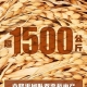 袁隆平哭了！雙季稻畝產(chǎn)超過3000斤